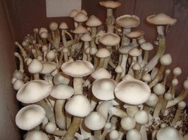 GWM-Nsanestrane-Shroomtalk-008.jpg