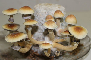 Golden Teacher