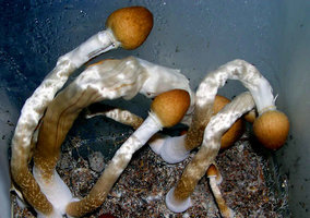fiji09.jpg