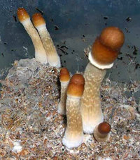 fiji01.jpg