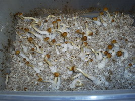 fiji_raze_cm02.jpg
