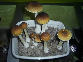F Albino