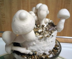 f-albino23.jpg