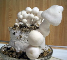 f-albino22.jpg