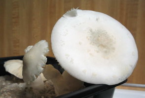 f-albino21.jpg