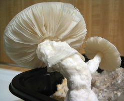 f-albino20.jpg