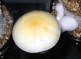 f-albino19.jpg