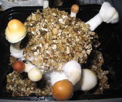 f-albino18.jpg