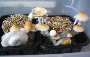 f-albino17.jpg