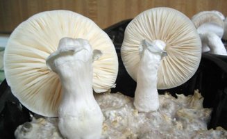 f-albino16.jpg