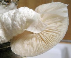 f-albino15.jpg