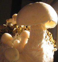 f-albino14.jpg