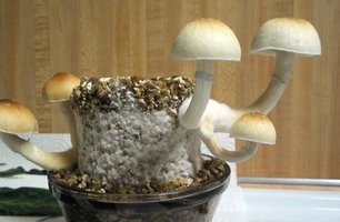 f-albino13.jpg