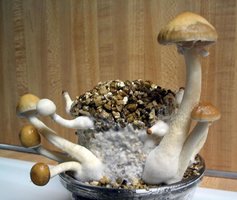 f-albino11.jpg