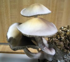 f-albino10.jpg