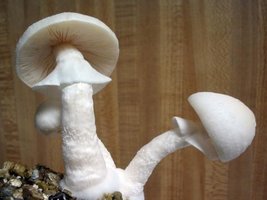 f-albino09.jpg