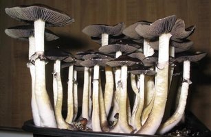 f-albino08.jpg