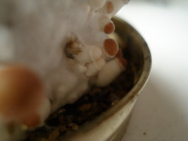f-albino03.jpg