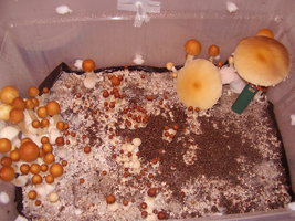 f-albino02.jpg