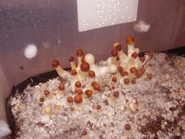 f-albino01.jpg