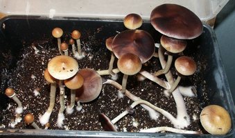 dixieland03.jpg