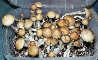 dixieland09.jpg