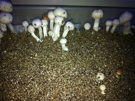 Corumba-albino-empirefire-Mycotopia-IMG_0001.jpg