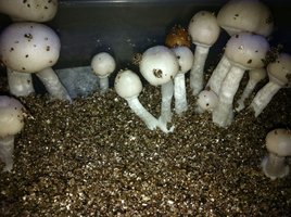 Corumba-albino-empirefire-Mycotopia-IMG_0002.jpg