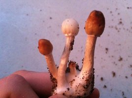 Corumba-albino-empirefire-Mycotopia-IMG_0009.jpg