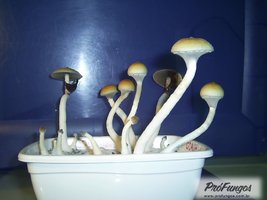 corumba-ms-brazil01.jpg