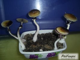corumba-ms-brazil04.jpg