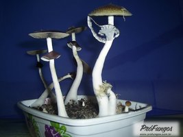 corumba-ms-brazil05.jpg