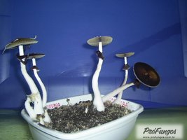 corumba-ms-brazil06.jpg