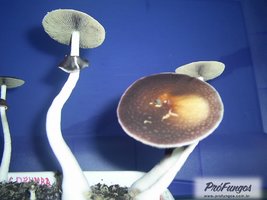 corumba-ms-brazil07.jpg