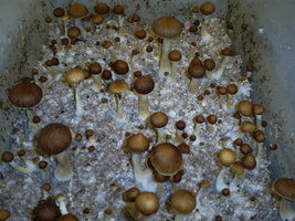 Corumbá-Raze-CM-004eq.jpg