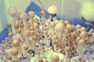 Columbian Rust Spore Dr_Seuss CM 2.jpg