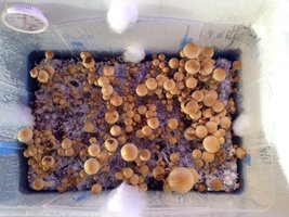 Columbian Rust Spore Dr_Seuss CM 5.jpg