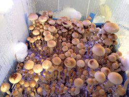 Columbian Rust Spore Dr_Seuss CM 6.jpg