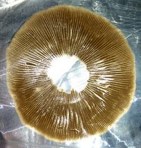 Columbian Rust Spore Dr_Seuss CM 10.jpg
