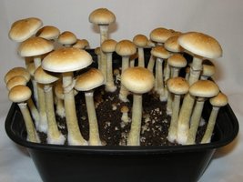 Psilocybe-cubensis-Columbian_Rust_Spore.jpg