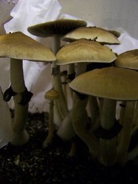 Colorado-545424177-Colorado_2_Civ.jpg