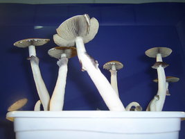 Campinas-9.jpg