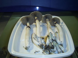 Campinas-23.jpg