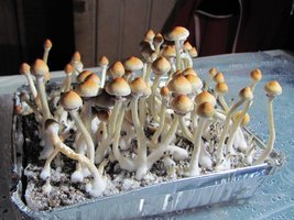 Cambodian-PIWO-CM-Ai1yp.jpg