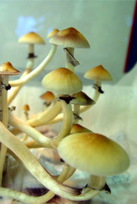 cambodian05.jpg