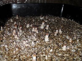 Blue Meanie Deatheater Mycotopia bluemeaniepin1.jpg