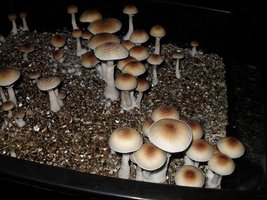 Blue Meanie Deatheater Mycotopia bmeaniehvst2.JPG