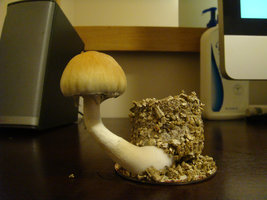 brasileiro-2nd-flush06.jpg