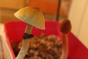 B-plus-flapjack-CM-DSC_0375.jpg
