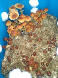 Argentina-losfreddy-Mycotopia-IMAG0326.jpg